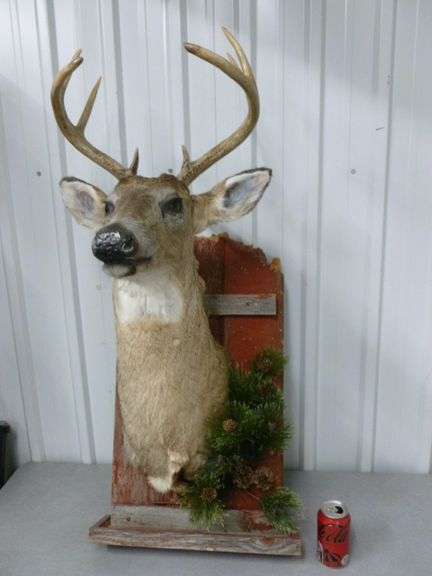 Deer Shoulder Mount / On Barnwood