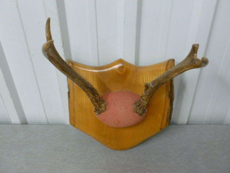 4 Point Deer Mount / On Raw Edge Board - 9.5" W