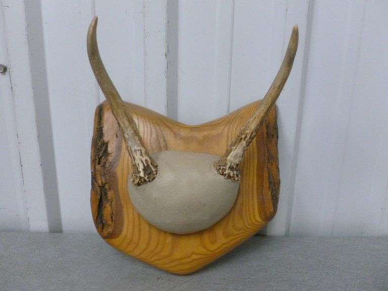 Spike Point Deer Mount / On Raw Board - 7" W