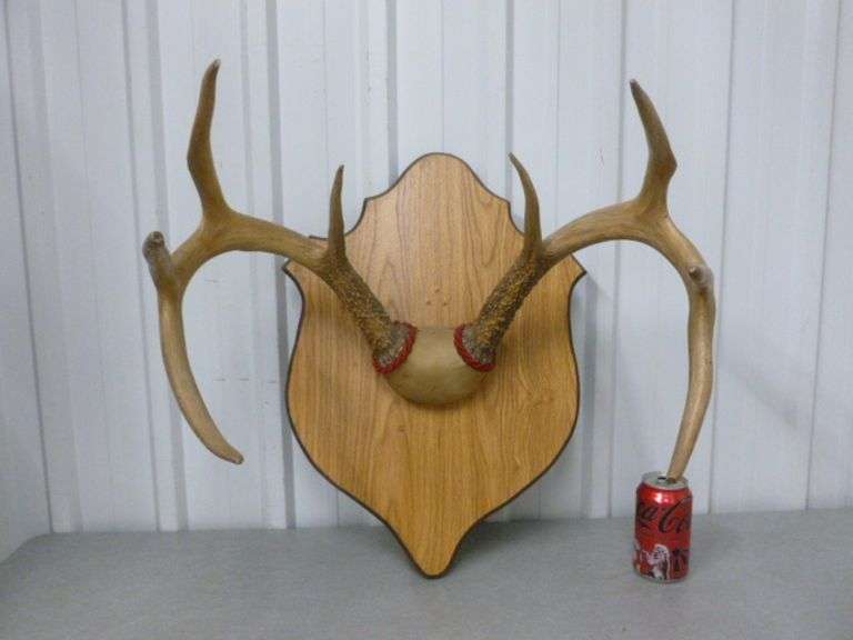 Large 8 Point Deer Mount / On Board - 21" W