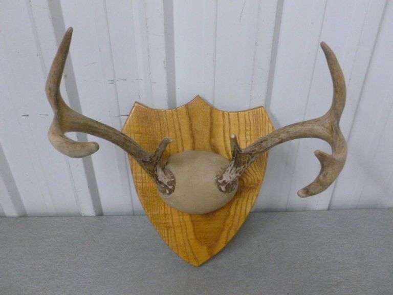 7 Point Deer Mount / On Board - 12.5" W