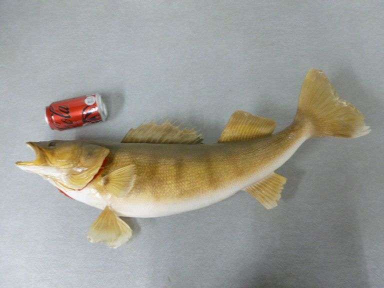 Large Walleye Mount - 26" L