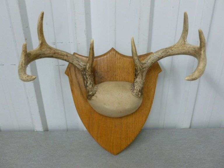 8 Point Deer Mount / On Board - 13.5" W