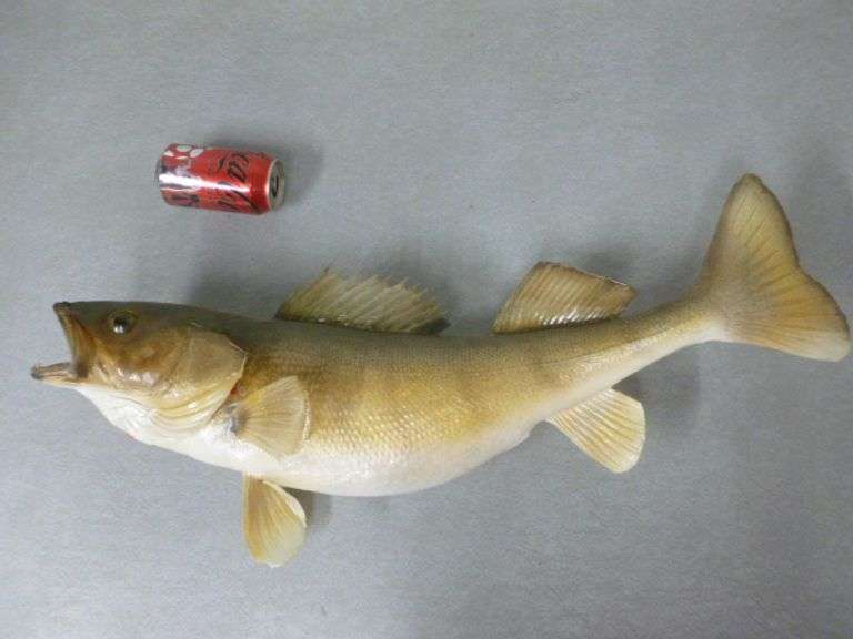 Large Walleye Mount - 28" L