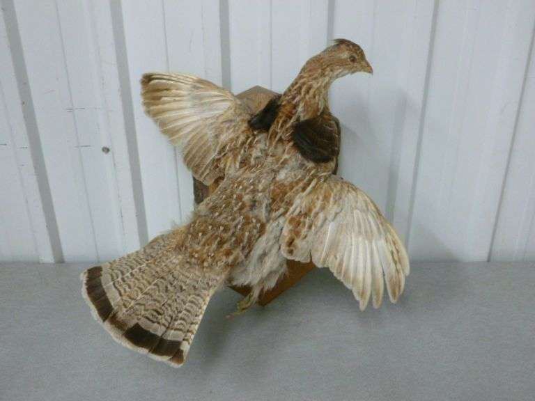 Grouse / Raw Edge Slabwood Mount