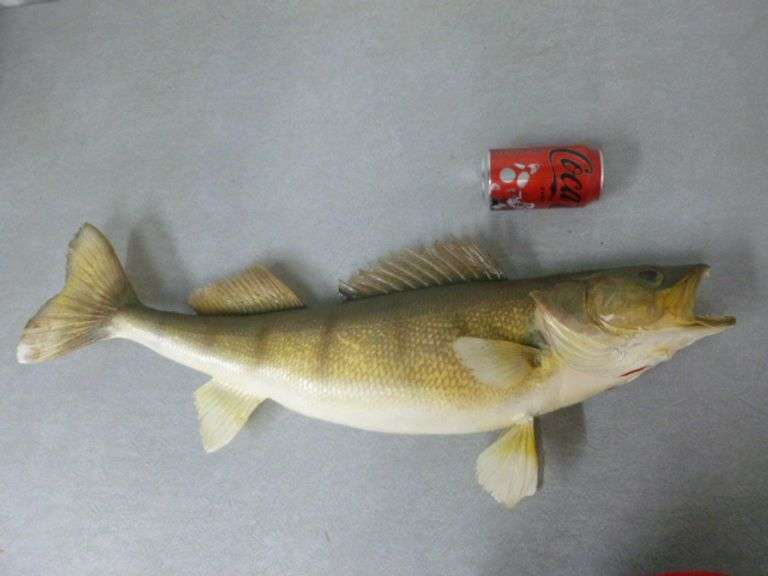 Large Walleye Mount - 28" L