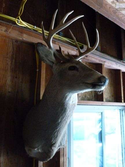 Large Whitetail Deer Shoulder Mount - 9 Point