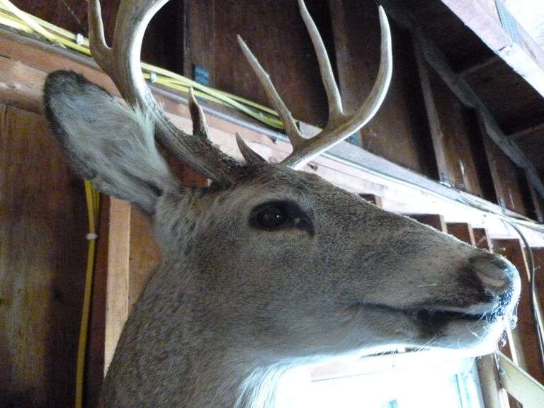 Large Whitetail Deer Shoulder Mount - 9 Point