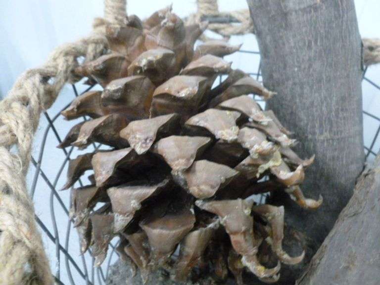 Vintage Burlap Rope Wrapped / Double Handled Wire Basket With Wood & Large Pine Cone For Decor