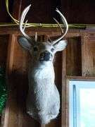 Large Whitetail Deer Shoulder Mount - 9 Point