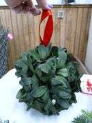 Group Of Nice Christmas Themed Artificial Plants - Related Items