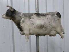 Large cow Themed Cast Aluminum Roof Mount Wind Directional - 20" x 28" H