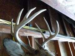 Large Whitetail Deer Shoulder Mount - 9 Point