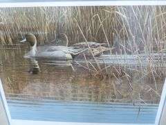 Beautiful Large Gary Wonose " Reflections Pintails " Signed & Numbered Framed and Matted Print