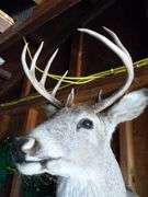 Large Whitetail Deer Shoulder Mount - 9 Point