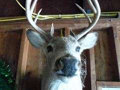 Large Whitetail Deer Shoulder Mount - 9 Point