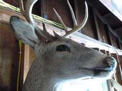 Large Whitetail Deer Shoulder Mount - 9 Point
