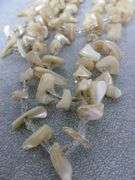 Group Of Nice Looking Jewelry Items