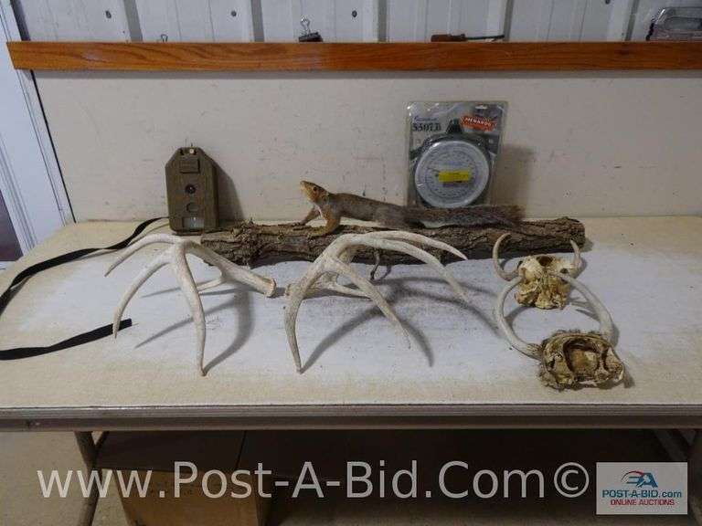Squirrel Mount, Deer Antlers, 550lb Big Game Scale, Cudde Back Di