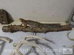 Squirrel Mount, Deer Antlers, 550lb Big Game Scale, Cudde Back Di