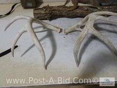 Squirrel Mount, Deer Antlers, 550lb Big Game Scale, Cudde Back Di
