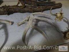 Squirrel Mount, Deer Antlers, 550lb Big Game Scale, Cudde Back Di