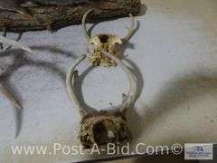 Squirrel Mount, Deer Antlers, 550lb Big Game Scale, Cudde Back Di
