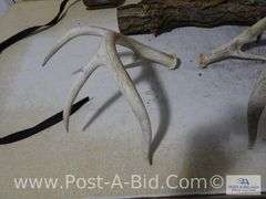 Squirrel Mount, Deer Antlers, 550lb Big Game Scale, Cudde Back Di