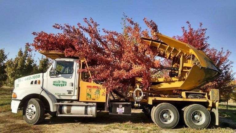 End Of April Off-Site Tree Auction In Buffalo MN 