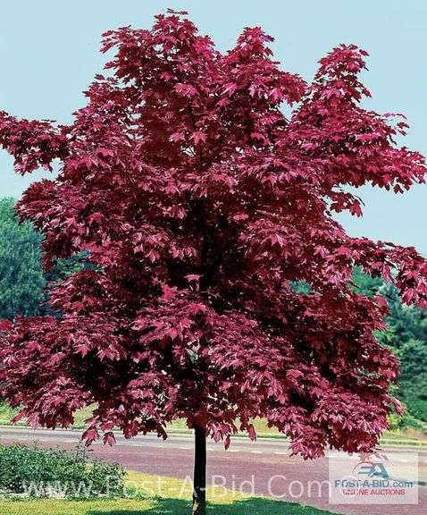 Crimson King Maple Tree, 2.5
