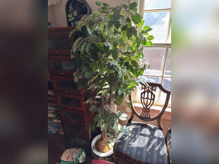 Tree fern pot