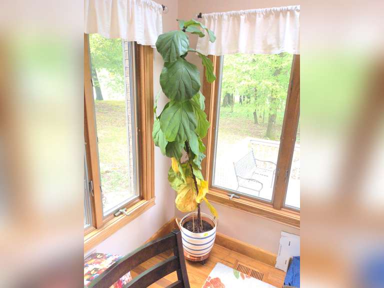 Fiddle leaf fig plant