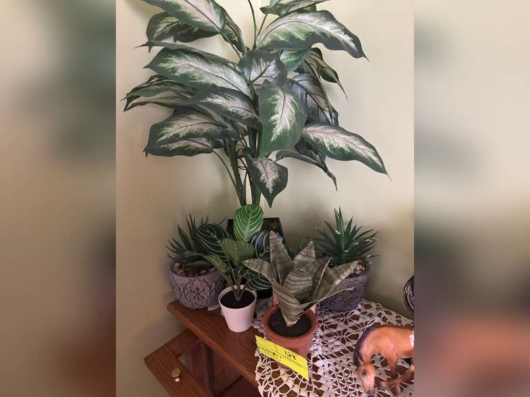 Various decorative plants