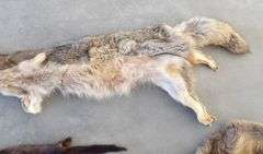 E-865 Wild Game Pelts