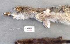 E-865 Wild Game Pelts