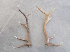 R-343 Elk Antler Chandelier