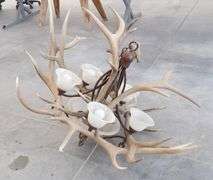 R-343 Elk Antler Chandelier