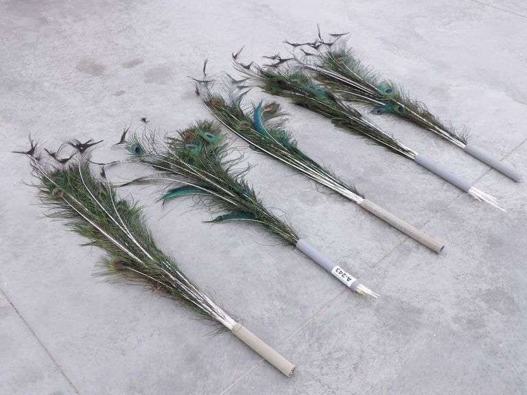 A-243  Peacock Feathers