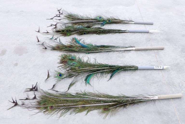 A-243  Peacock Feathers