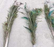A-243  Peacock Feathers