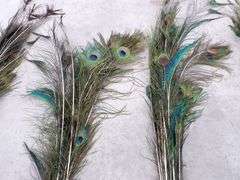 A-243  Peacock Feathers