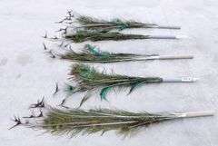 A-243  Peacock Feathers