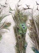 A-243  Peacock Feathers