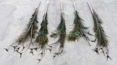 A-243  Peacock Feathers
