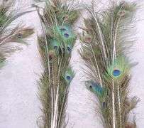 A-243  Peacock Feathers