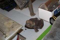 Live Auction Pat’s Bandits Wildlife Rehab Benefit Saturday July 26th 10am