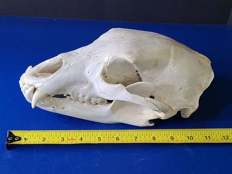 Replica Skull