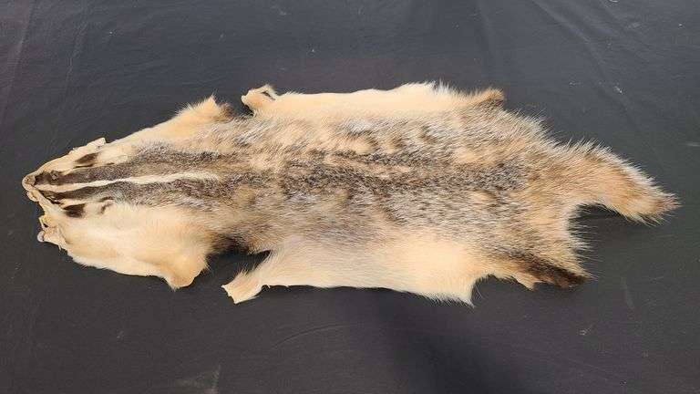 Badger Pelt