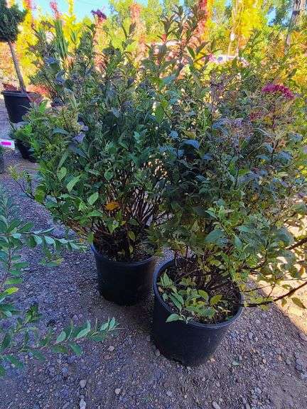 2) Anthony Waterer Spiraea