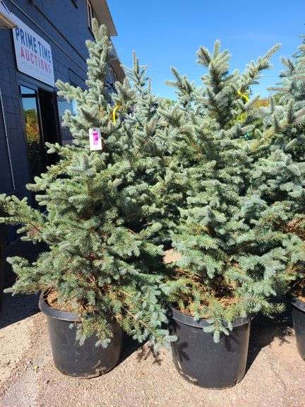 2) Baby Blue Pine Trees
